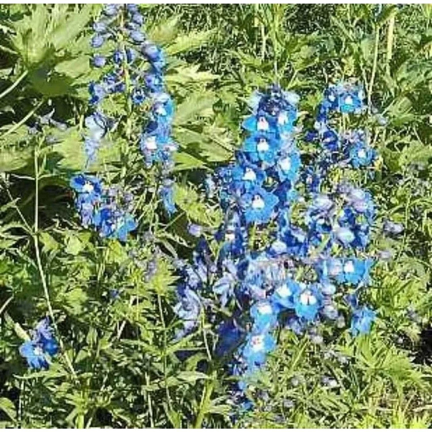 Rittersporn Sternenhimmel - Delphinium belladonna