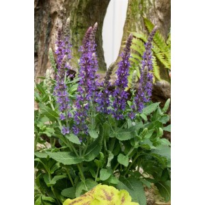 Blühender Steppen-Salbei 'Sensation Sky Blue' im 9x9 cm Topf, himmelblaue Blüten.