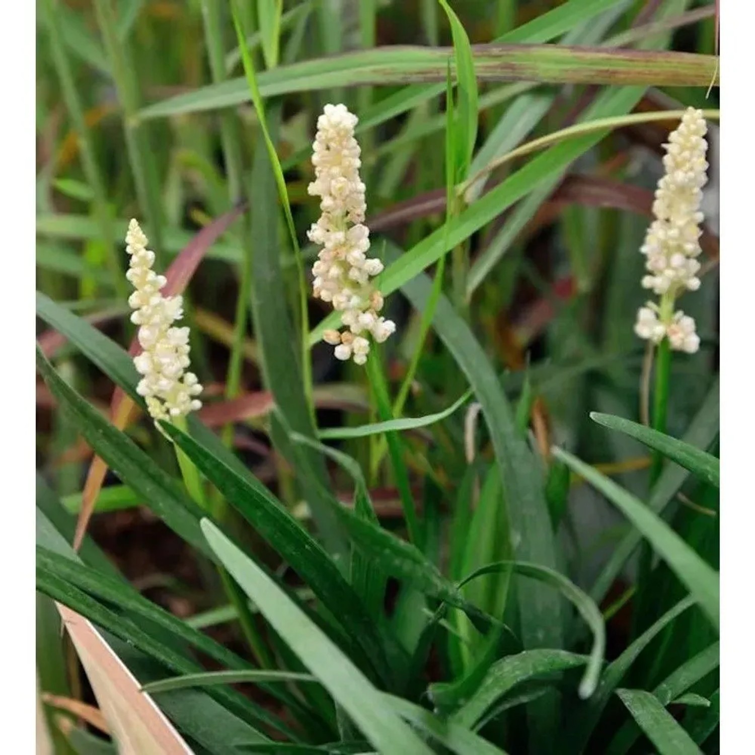 Lilientraube Monroe White - Liriope muscaria