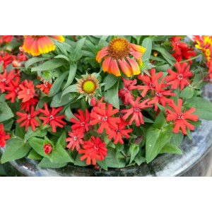 Brennende Liebe (Lychnis x haageana) im 9x9 cm Topf mit roten Blüten und grünen Blättern.