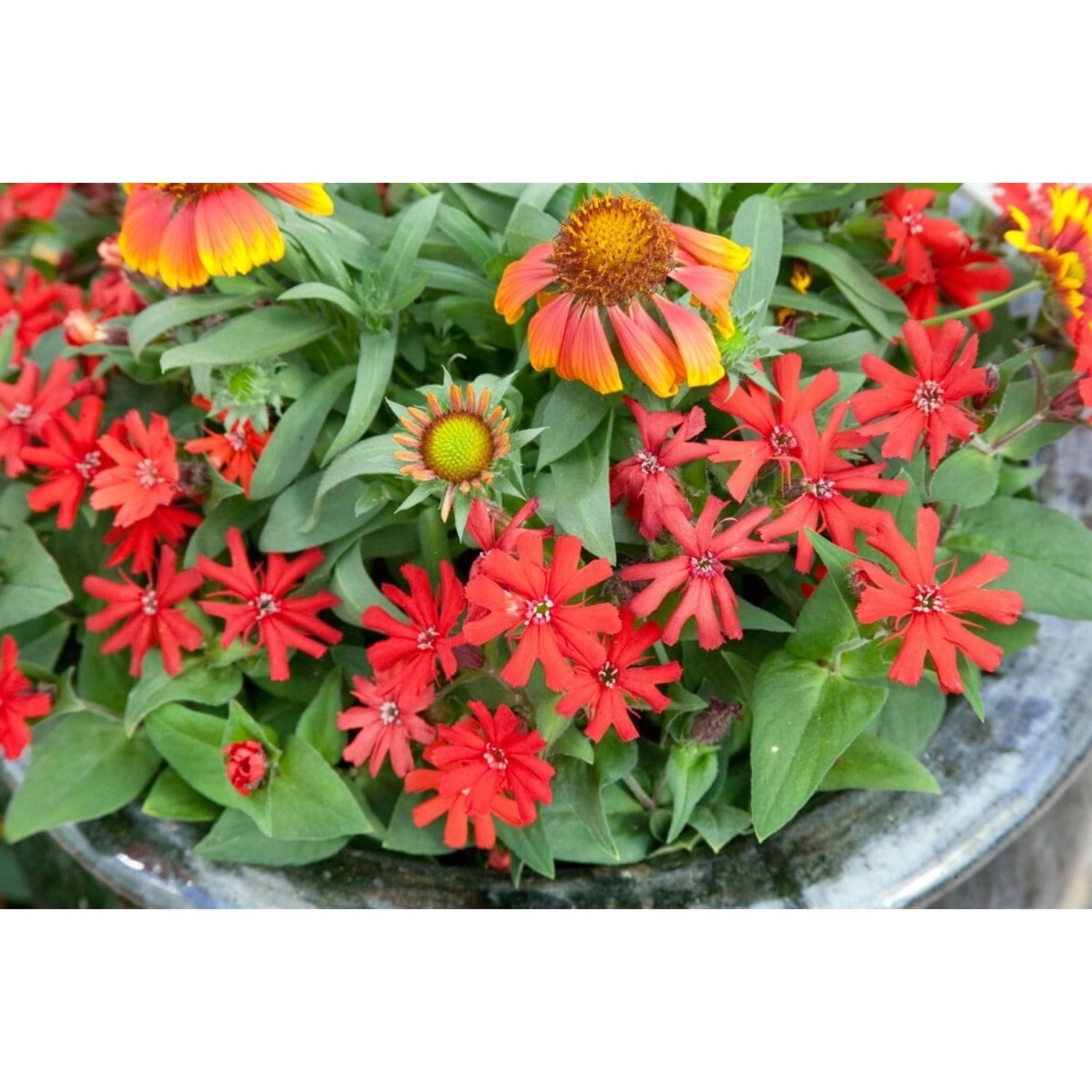 Lychnis X Haageana Brennende Liebe Ca. 9x9 cm Topf günstig online kaufen