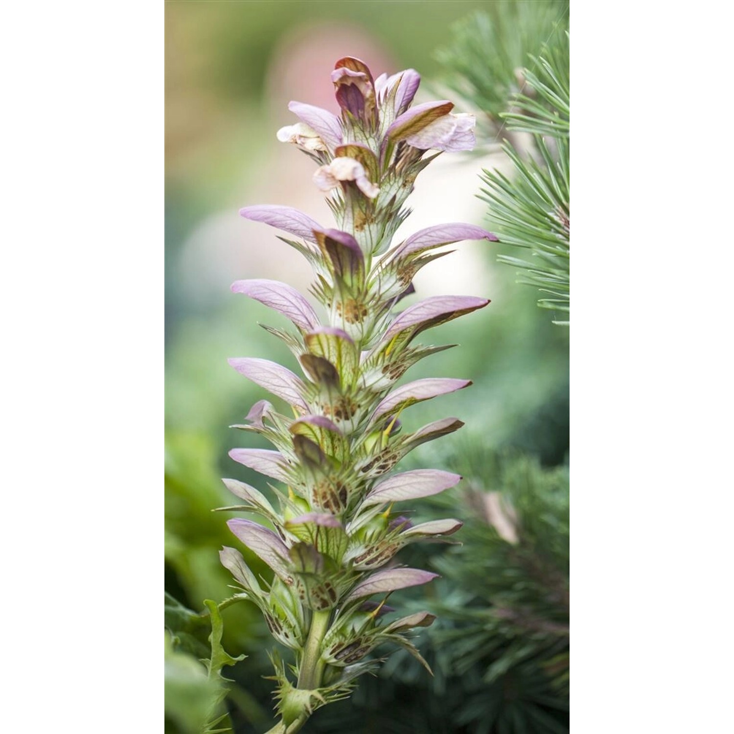 Acanthus Hungaricus Ungarische Bärenklau Ca. 9x9 cm Topf günstig online kaufen