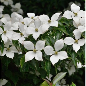 Nahaufnahme des blühenden Japanischen Blumenhartriegel 'Summer Sky', weiße Blüten vor grünem Laub.