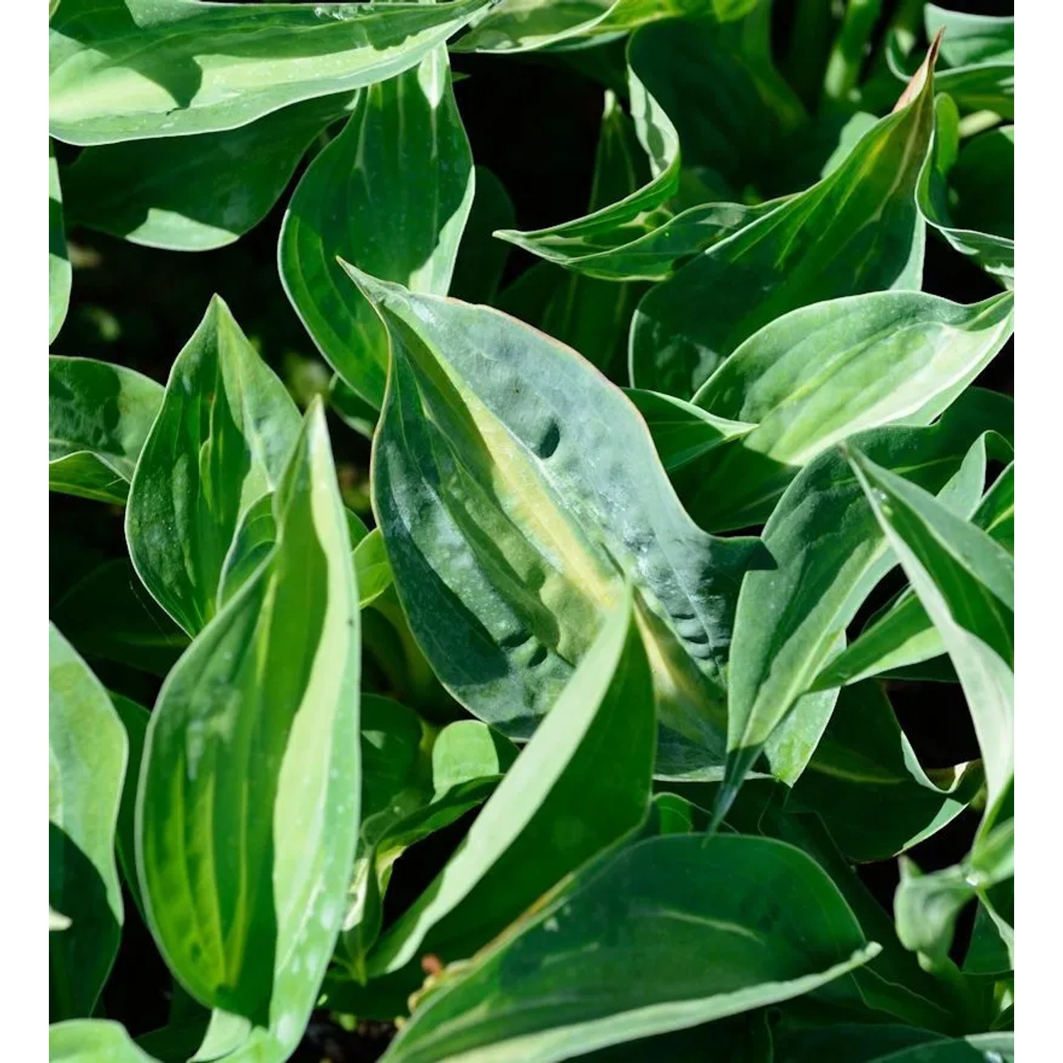 Funkie Jurassic Park - Hosta cultorum