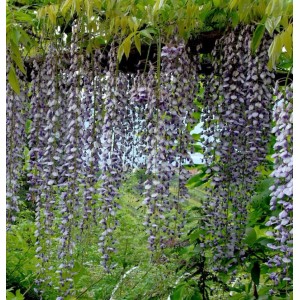 Üppiger Blauregen Violacea Plena (Wisteria floribunda) mit langen, violetten Blütentrauben.