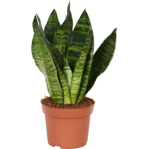 Bogenhanf (Sanseveria trifasciata) im braunen Topf, ca. 12 cm Ø, grüne Zimmerpflanze.