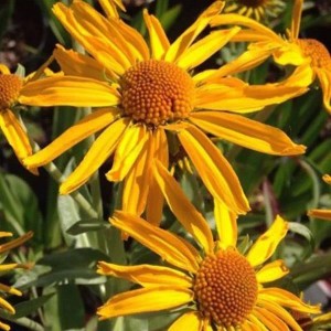 6 x Sonnenbraut Helenium hoopesii Topf 9cm Schmetterlingspflanze