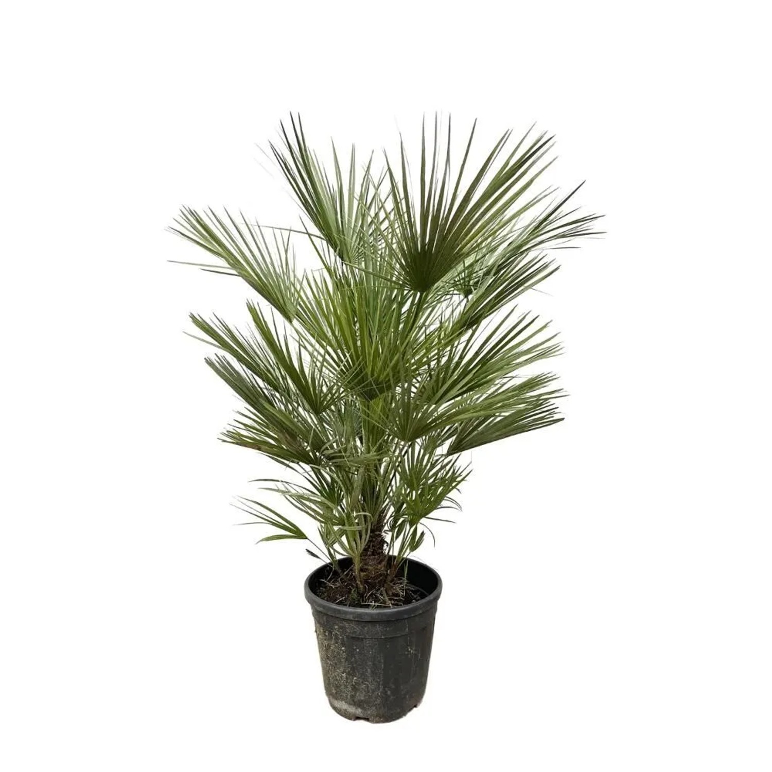 Exotenherz Zwergpalme Chamaerops Humilis 30cm Topf 150cm Hoch günstig online kaufen