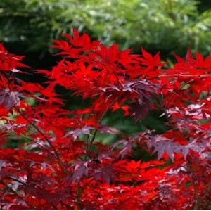 Leuchtend roter Zwergahorn Hime Shojo (Acer palmatum) mit filigranen Blättern.