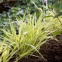 Japanisches Waldgras 'Aureola' mit gelb-grünen Blättern im Beet. Ziergras für Garten und Kübel.