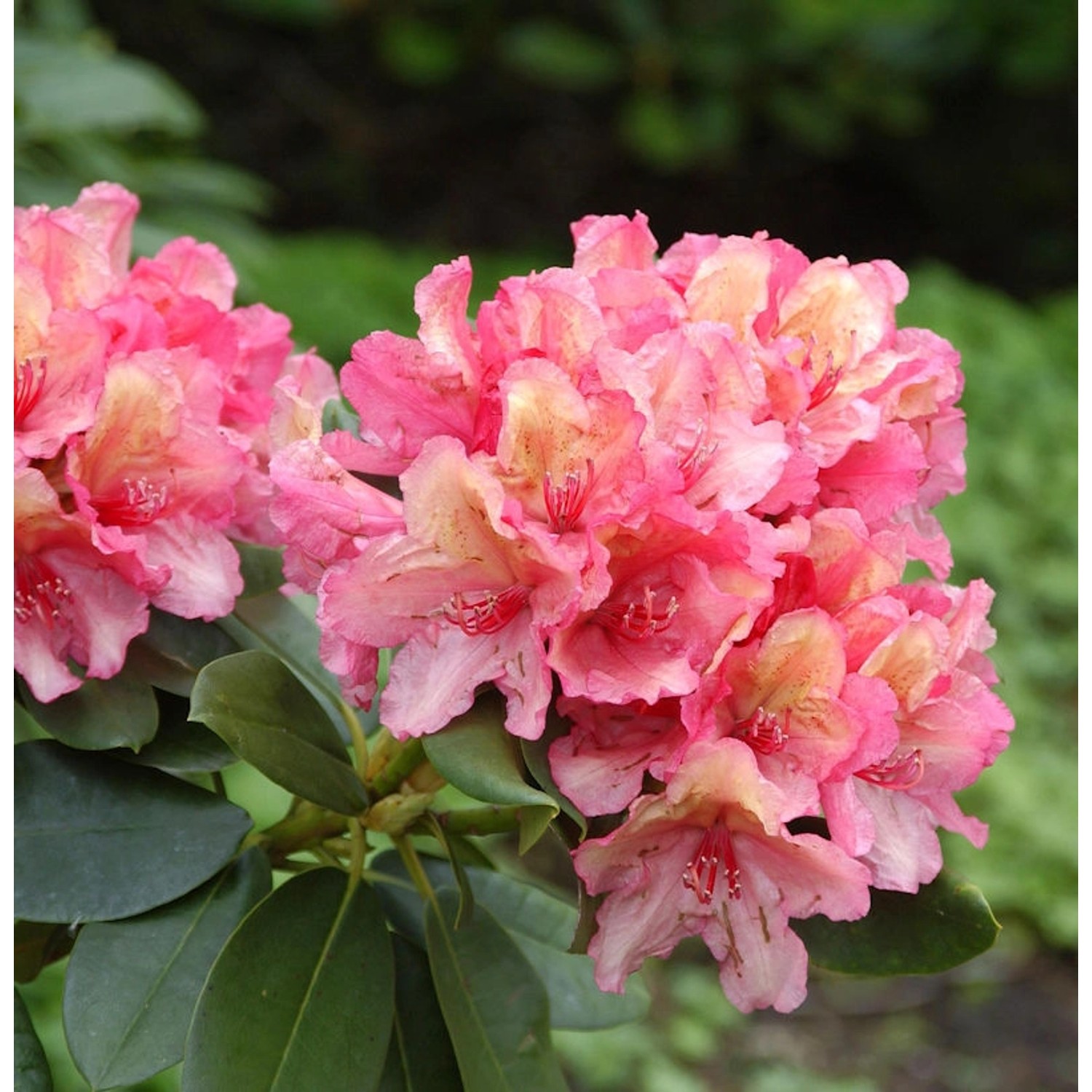 INKARHO - Rhododendron Lullaby 25-30cm - Rhododendron yakushimanum günstig online kaufen