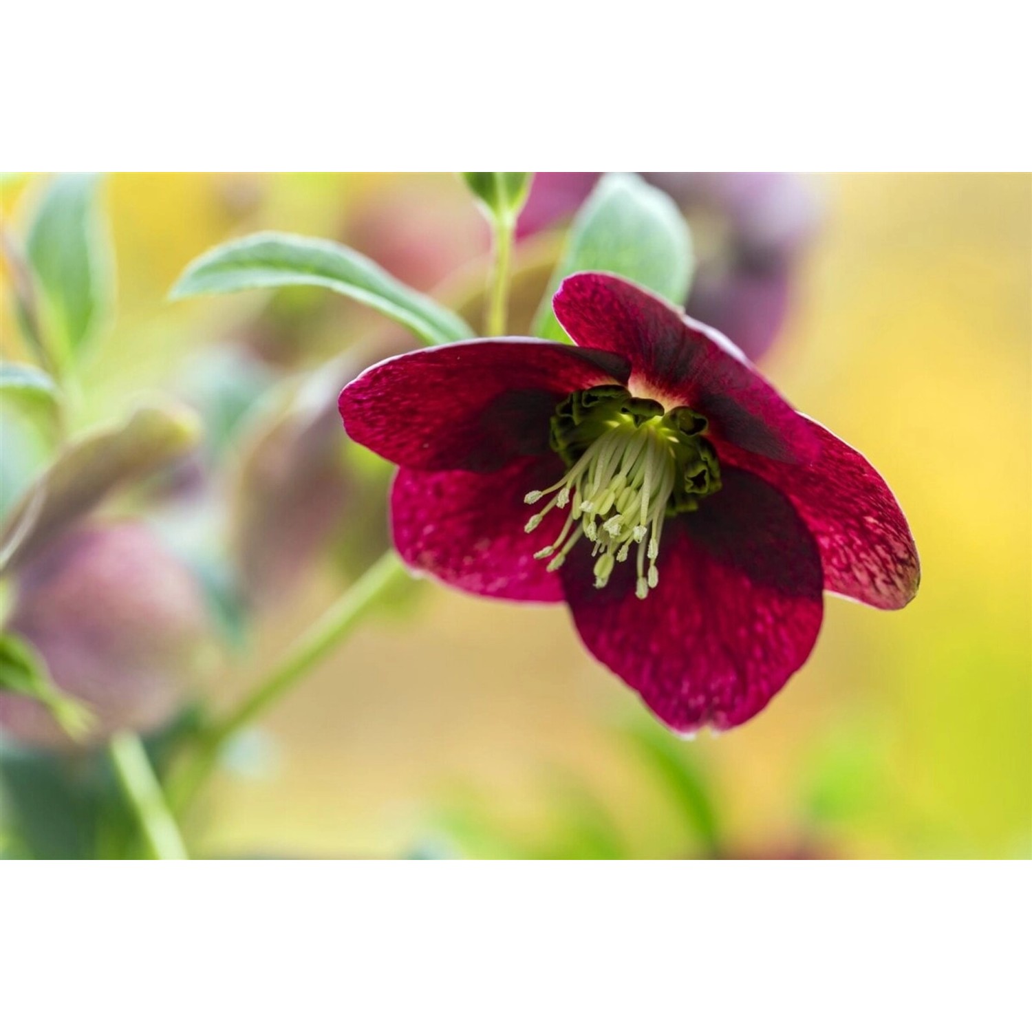 Helleborus X Orientalis Rot Lenzrose Ca. 11x11 cm Topf günstig online kaufen
