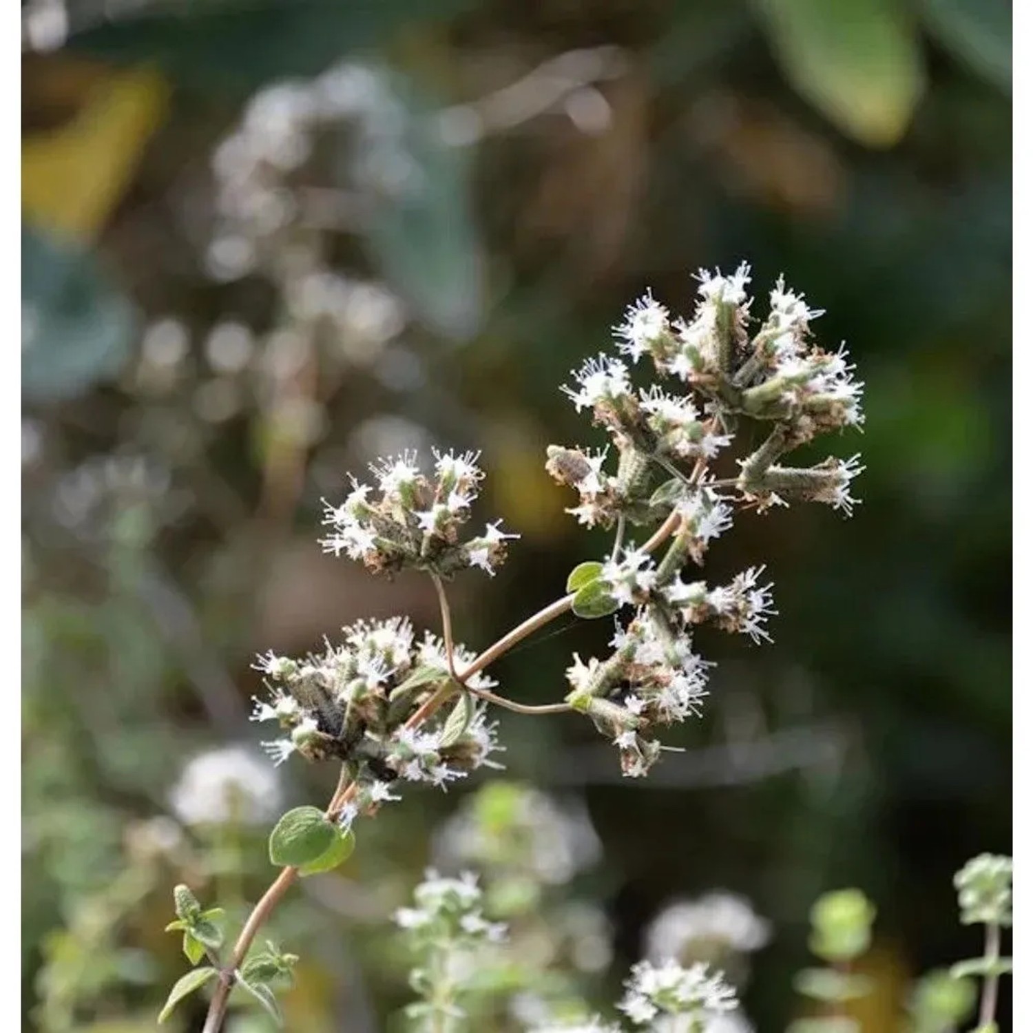 Syrischer Oregano - Origanum syriacum_2