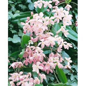 Blühende Clematis Armandii 'Immergrün Weiß', eine immergrüne Kletterpflanze mit zarten, hellrosa Blüten.