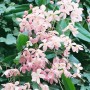 Blühende Clematis Armandii 'Immergrün Weiß', eine immergrüne Kletterpflanze mit zarten, hellrosa Blüten.