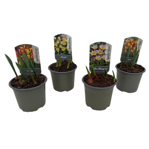 Vier Töpfe GROW by OBI Tulpen (Tulipa Hybride) mit verschiedenen Blütenfarben als Frühjahrsbepflanzung.