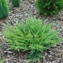 Hellgrüner Kriechwacholder Andorra Compact Strauch, bodendeckend, auf Rindenmulch. Immergrüne Gartenpflanze.