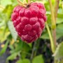 Nahaufnahme einer reifen, roten Himbeere 'Autumn First' am Strauch.