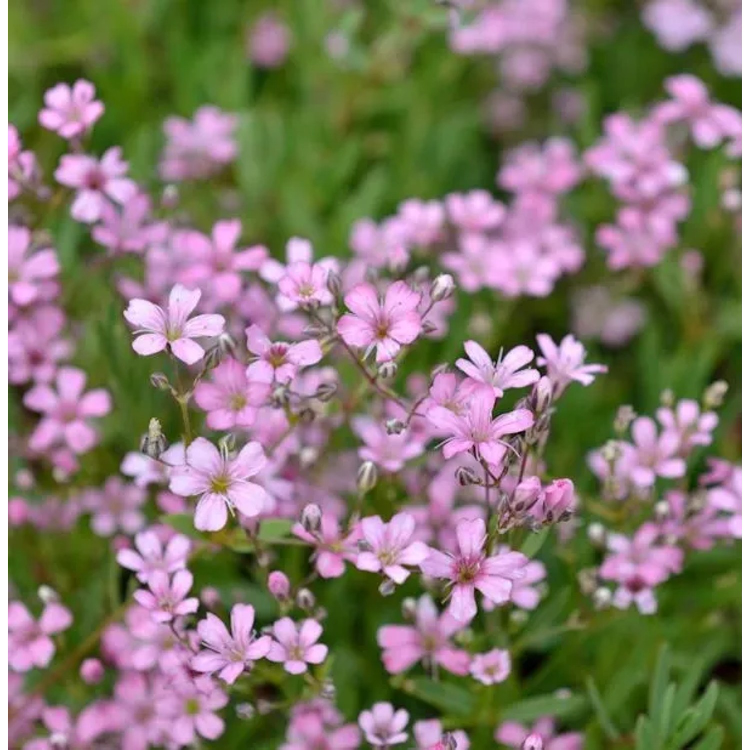 Riesenschleierkraut Flamingo - Gypsophila Paniculata