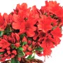 Japanische Azalee Sandys Fire im Topf mit leuchtend roten Blüten.