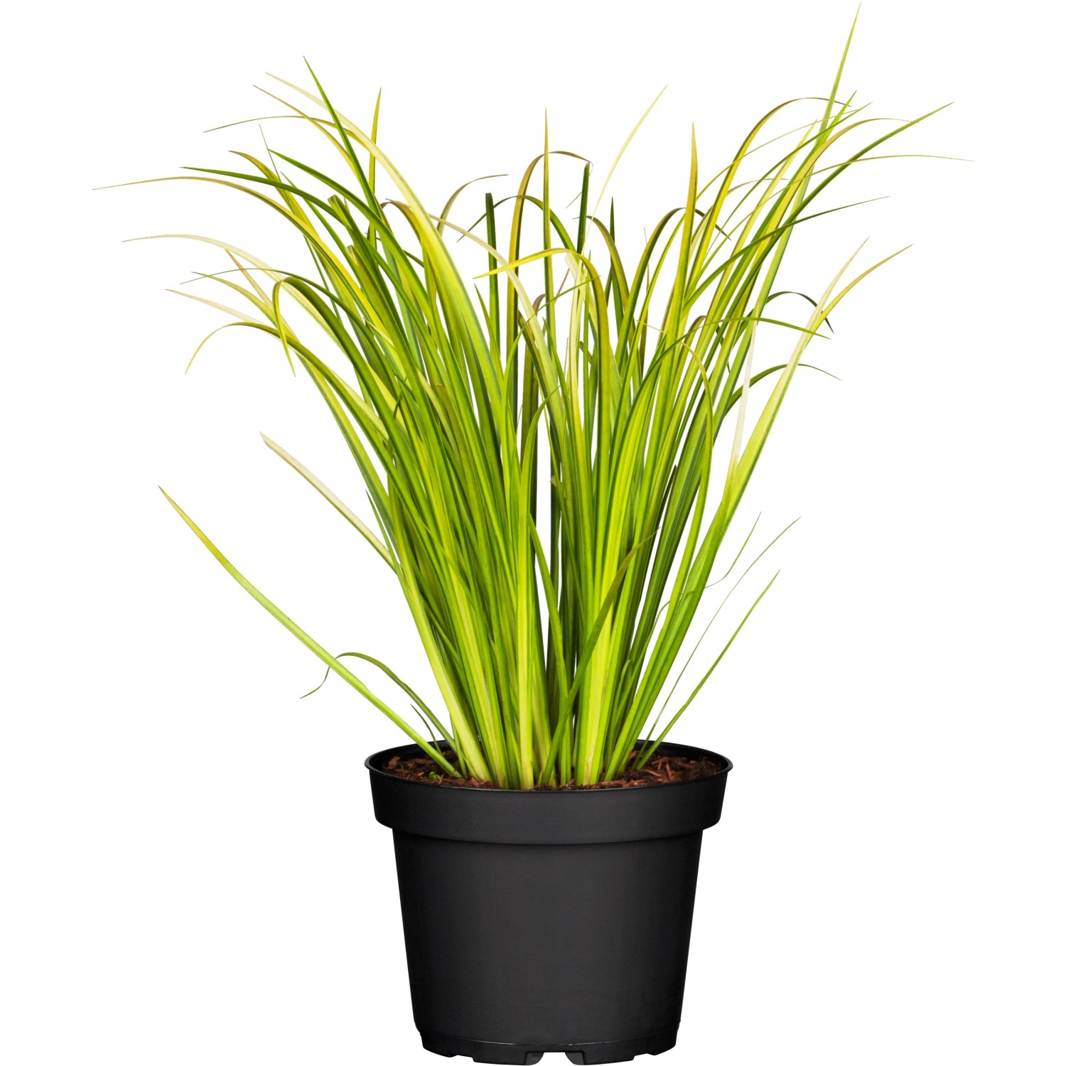 zimmerpflanze mit hngenden rosa blten Tradescantia Zebrina Violett Hngepflanze | 25 cm