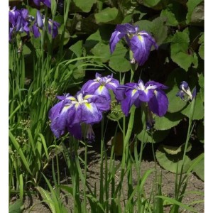 Japanische Sumpf Schwertlilie - Iris ensata