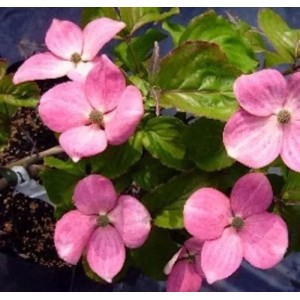 Japanischer Blumen Hartriegel Radiant Rose 60-80cm - Cornus kousa