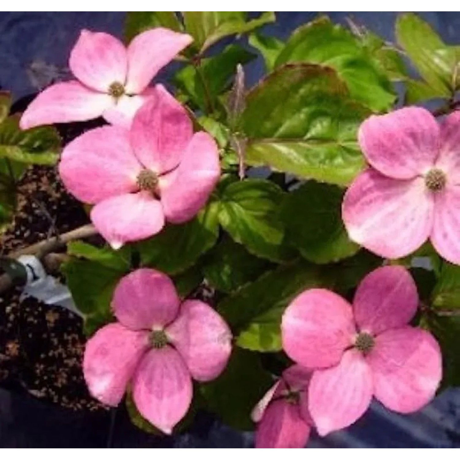 Japanischer Blumen Hartriegel Radiant Rose 60-80cm - Cornus kousa