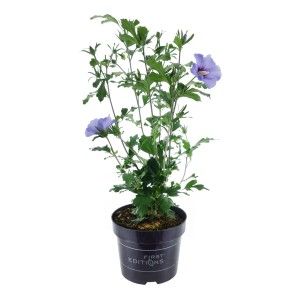 Hibiskus Hawaii Blau im Topf, ca. 30-40 cm hoch, bläulich-lavendelfarbene Blüten mit roter Mitte.