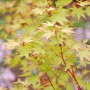 Japanischer Ahorn 'Sango Kaku' mit hellgrünen Blättern und roten Ästen.