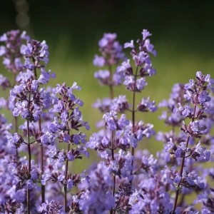 6x Katzenminze 'Blue Wonder' Nepeta faassenii Topf 9 cm Blaue Blüten