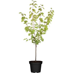 Bio Zwergaprikose Stämmchen im Topf, ca. 60-80cm hoch. Ideal für Kübel.