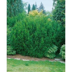 Grüne Taxus media 'Hillii' Heckenpflanze im Garten, Würfelform 60-70 cm.