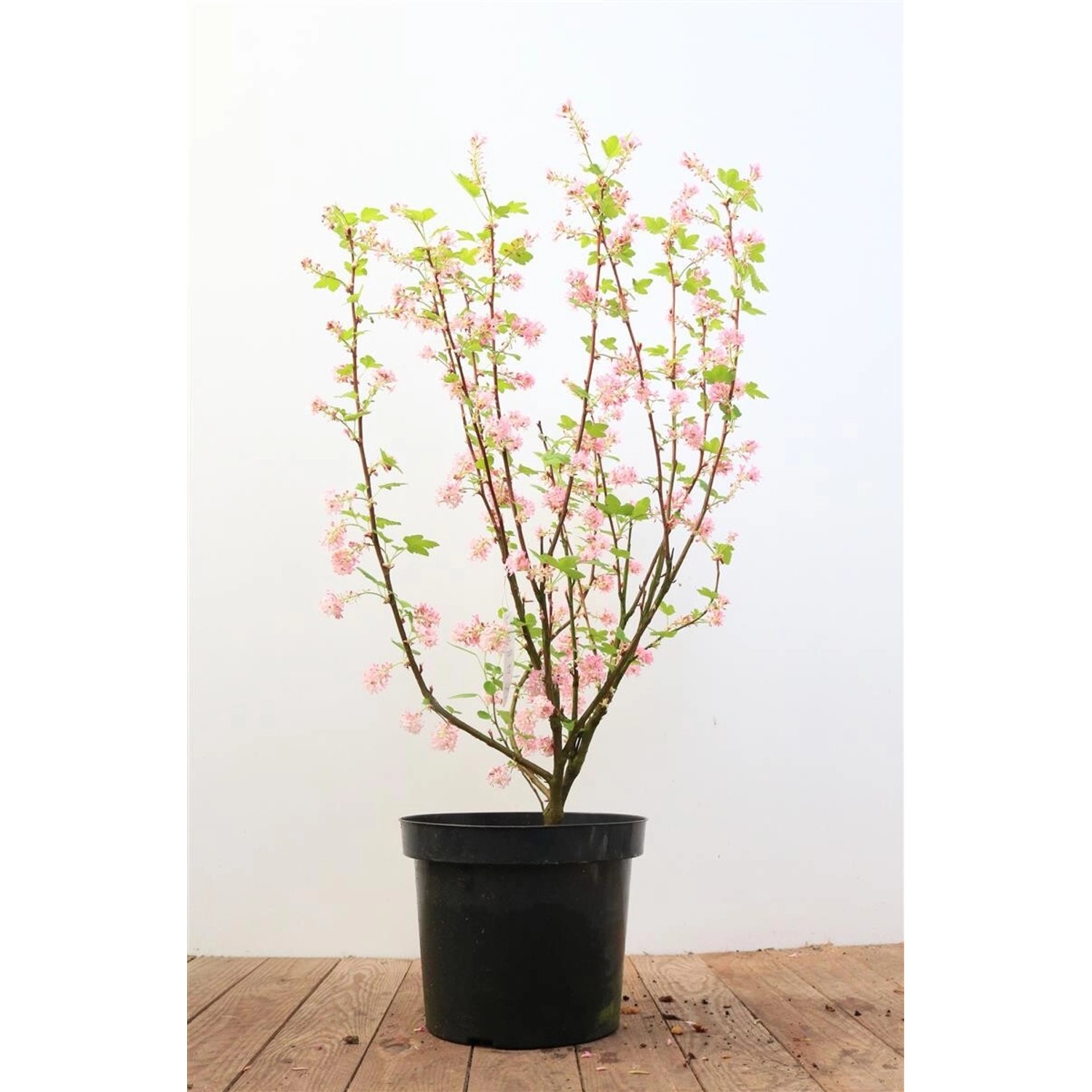 Ribes Sanguineum King Edward Vii Blutjohannisbeere Rot 40–60 cm günstig online kaufen