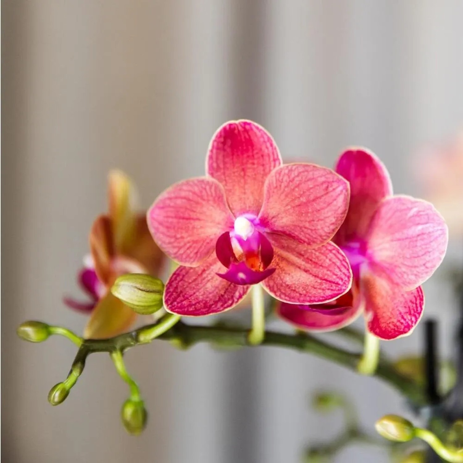 Nahaufnahme einer roten Phalaenopsis Orchidee der Sorte Kongo im 9cm Topf.