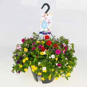 Zauberglöckchen Ampel mit bunten Blüten im Aqua Easy Topf für Balkon und Terrasse.