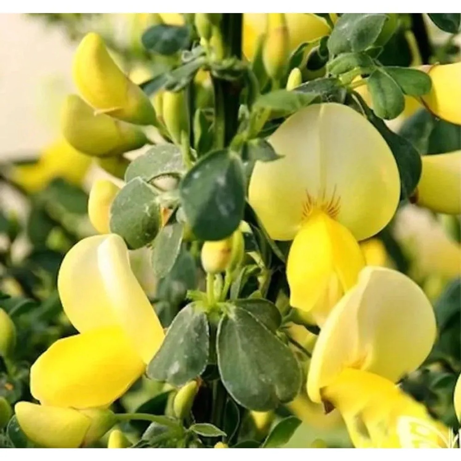Schmuckginster Golden Cascarde 40-60cm - Cytisus scoparius