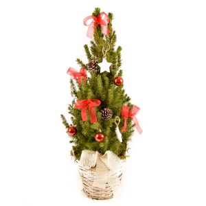 Dekorierte Zuckerhut-Fichte im Korb, mit roten Schleifen und Kugeln, Topf ca. 23cm.