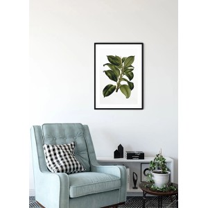 Komar Wandbild Elastica Tree, 30x40 cm, mit botanischem Motiv im schwarzen Rahmen.