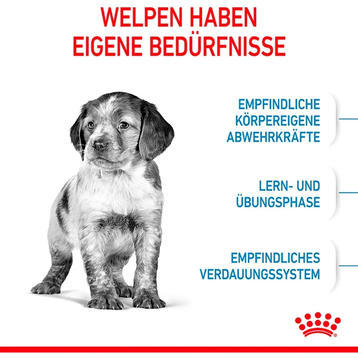 Welpe mittelgroßer Rasse, Produktbild Royal Canin Medium Puppy Trockenfutter 4kg.