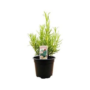 Rosmarinus Officinalis im Topf, aromatischer Rosmarin für Küche & Garten.