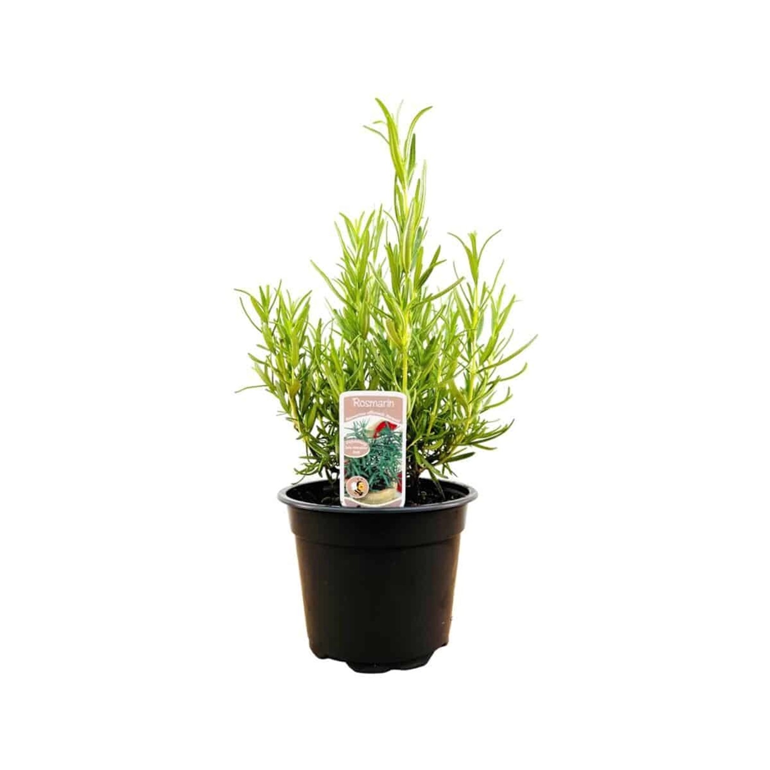 Rosmarinus Officinalis Rosmarin Aromatisch Ca. 11x11 cm Topf günstig online kaufen