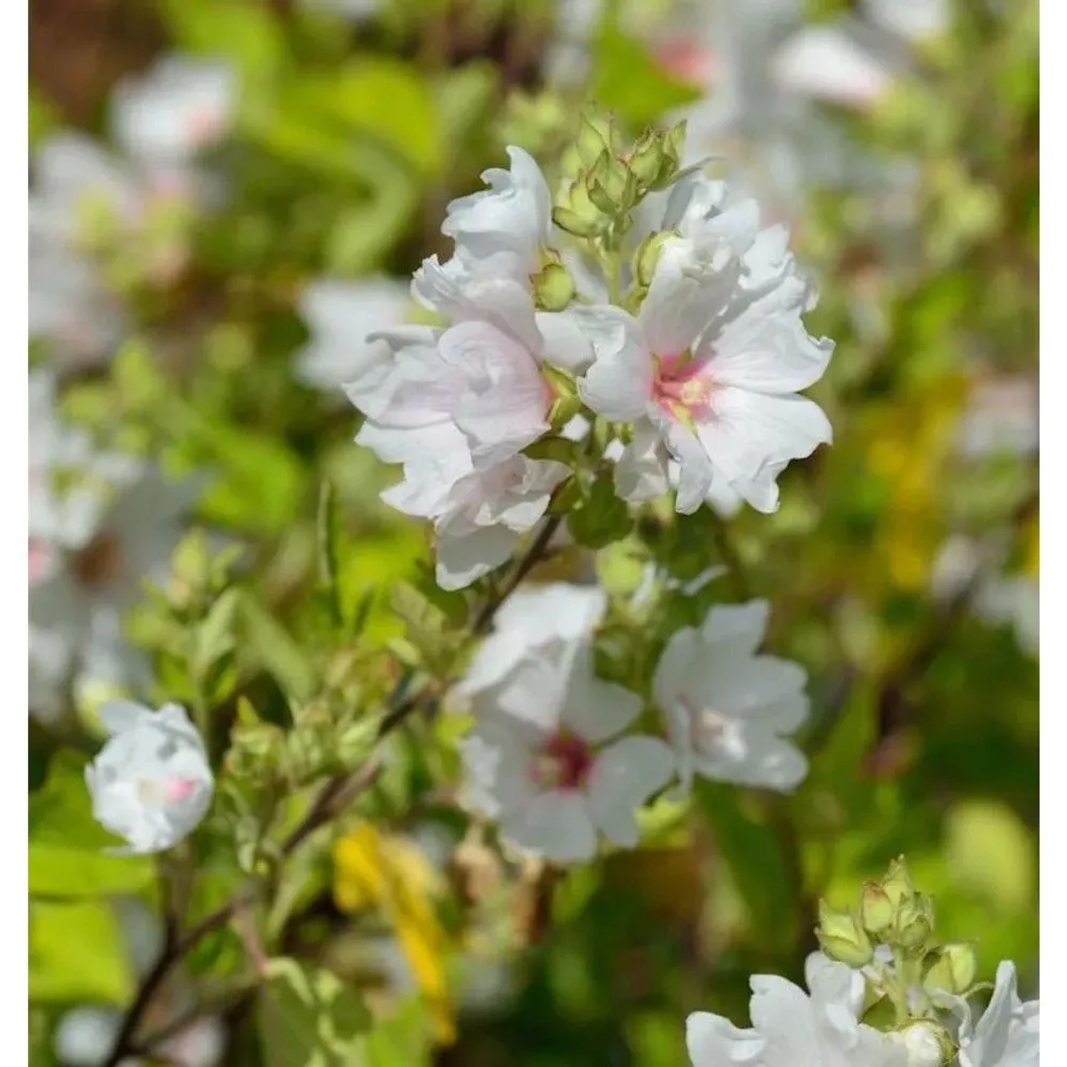 Buschmalve Baby Barnsley - Lavatera olbia