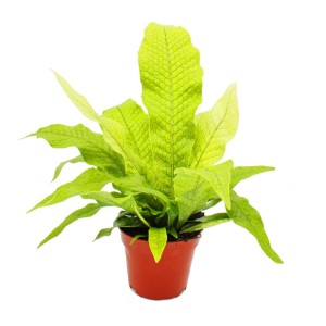 Krokodilfarn im Topf, grüne Zimmerpflanze mit markanter Blattstruktur.