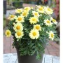 Grönland Margerite Schwefelglanz - Arctanthemum arcticum_2