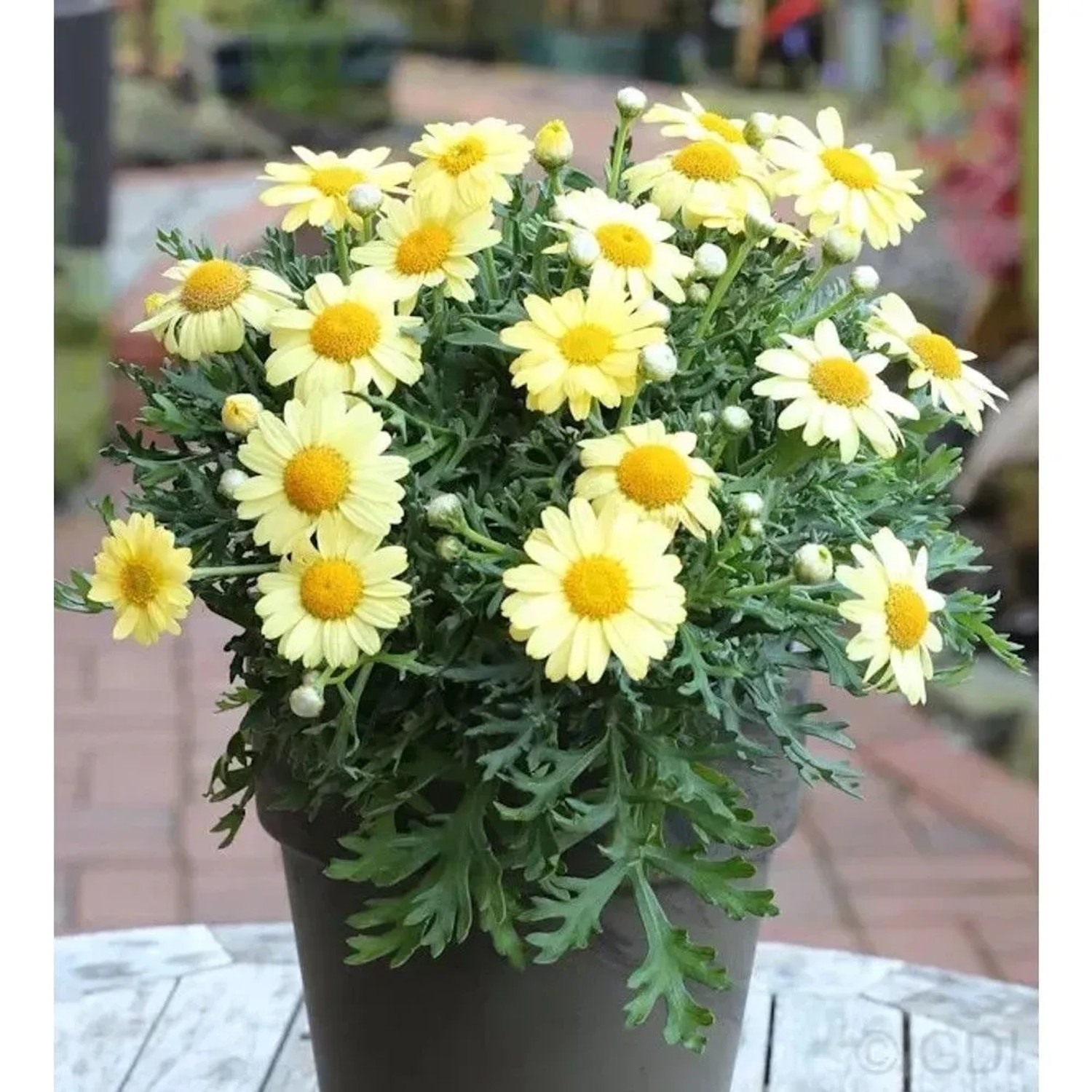 Grönland Margerite Schwefelglanz - Arctanthemum arcticum_2