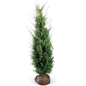 Eibe (Taxus baccata) Set, 15 Stück, ca. 160-180cm hoch, als Ballenware für Hecken.