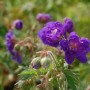 Violette Wiesenstorchschnabel (Geranium pratense) Staude mit grünen Blättern.