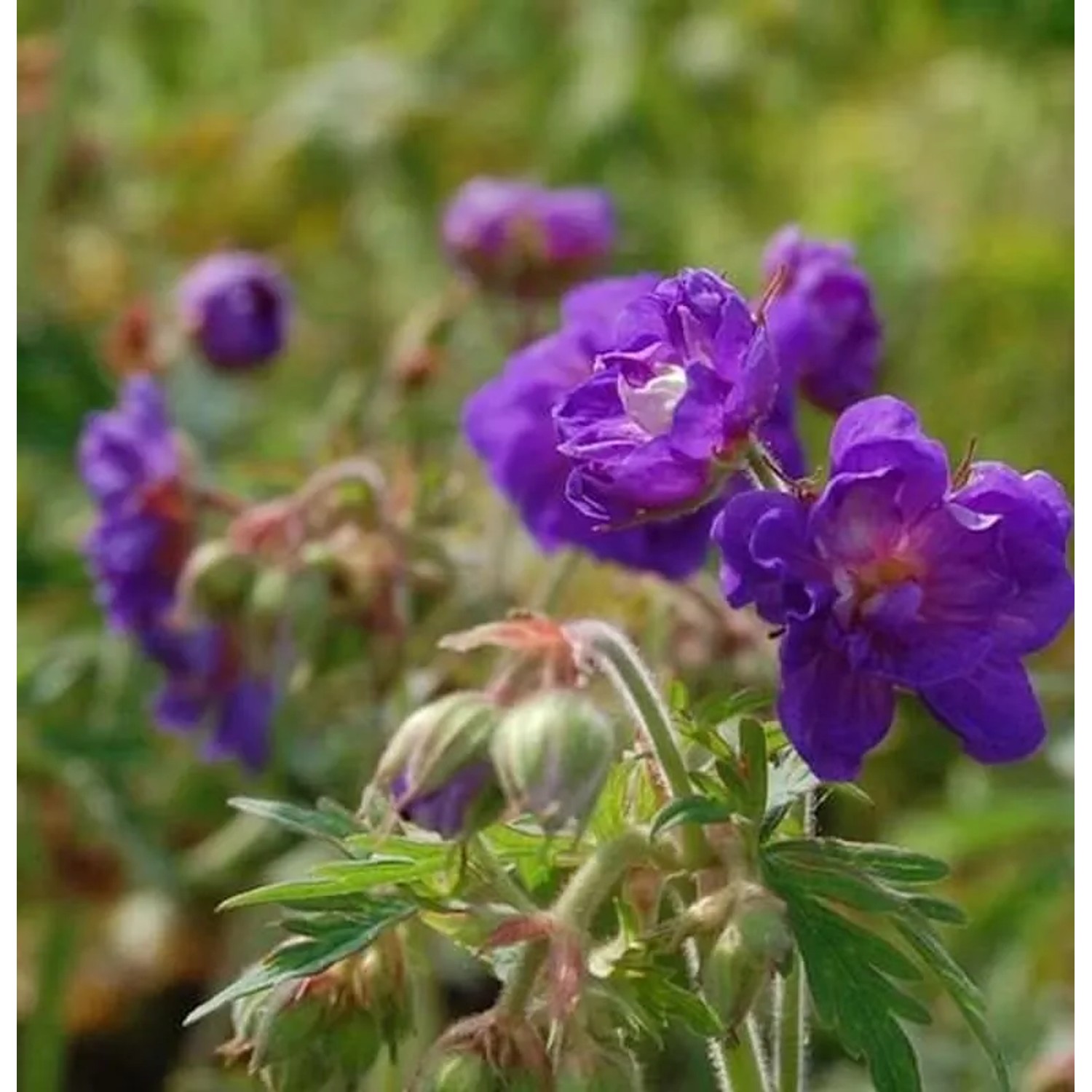 Wiesenstorchschnabel Plenum Violaceum - Geranium pratense