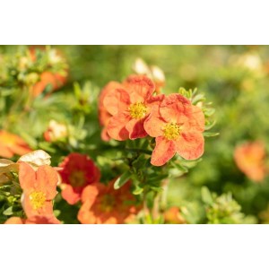 Nahaufnahme des leuchtend roten Potentilla Fingerstrauchs im 9x9 cm Topf.